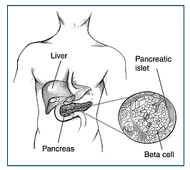 Educational diagram of pancreatic insulin-producing beta cells.