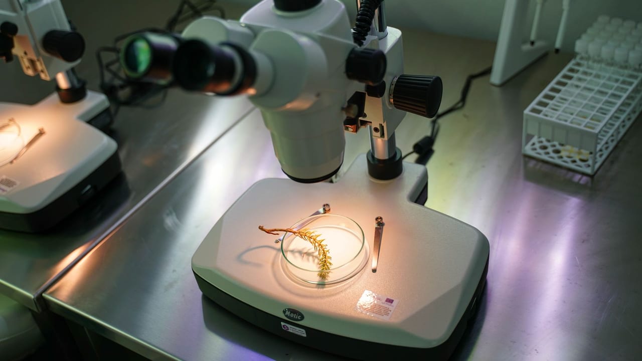 Influenza A Infection May Trigger Type 1 Diabetes in Some People