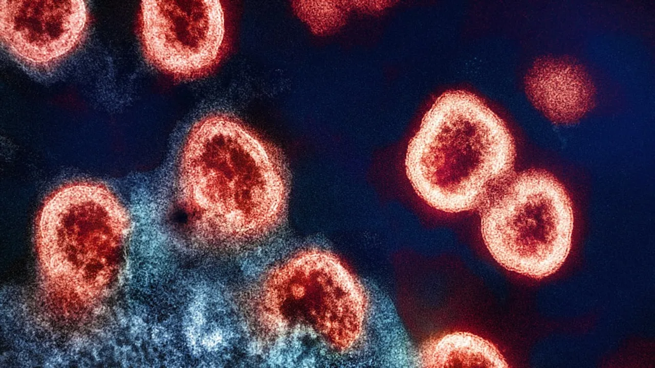 a group of red and black cells on a blue background