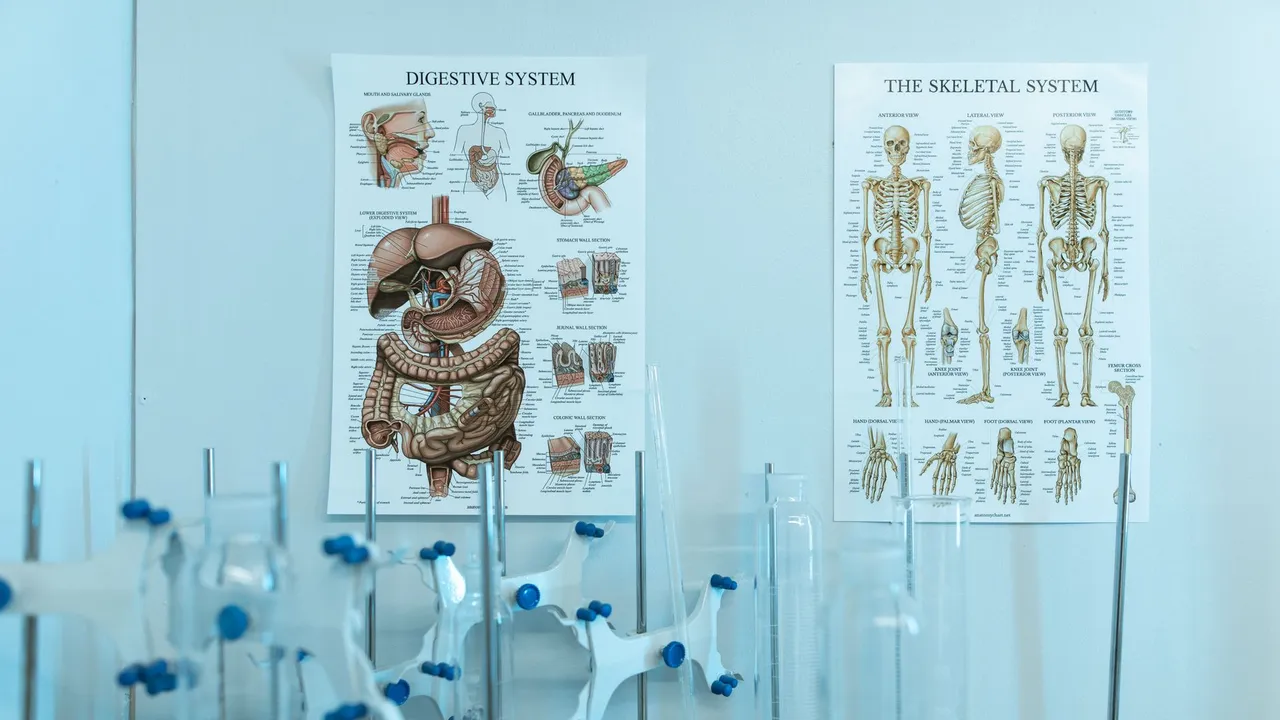 Colorful anatomy posters with laboratory apparatus showcasing human systems.