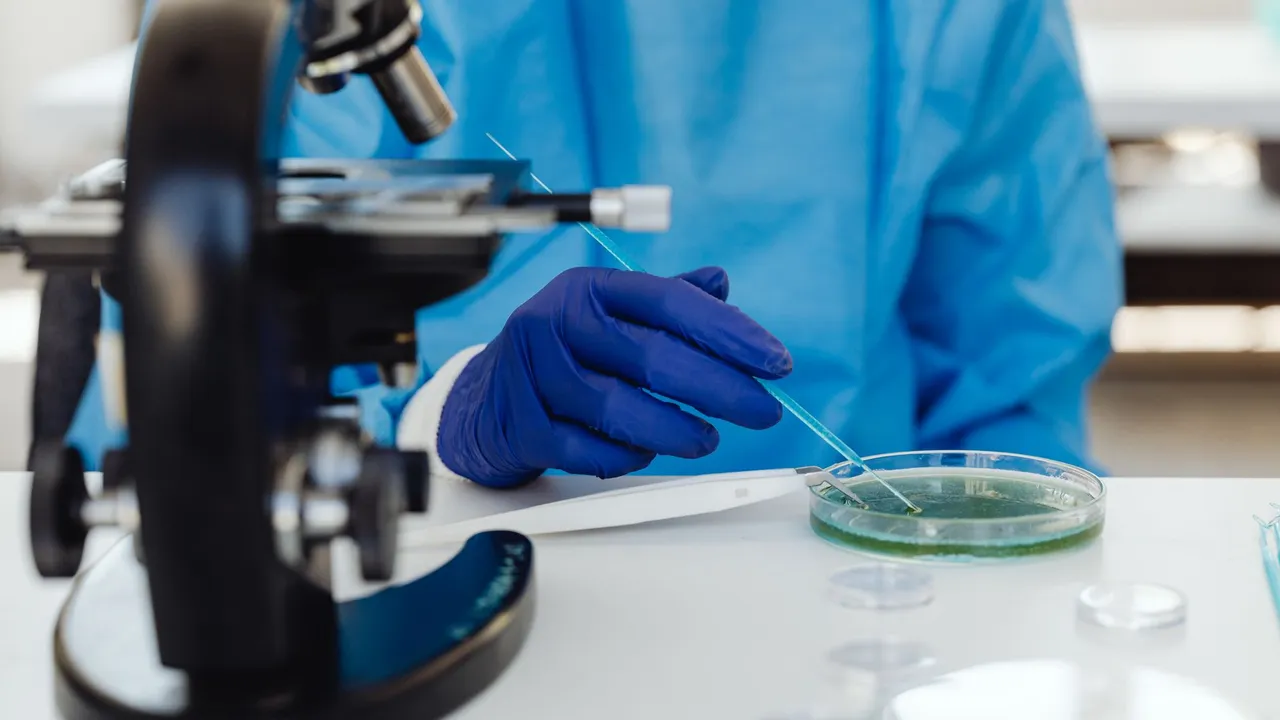Scientist in laboratory examining samples using a microscope and Petri dish, wearing protective gloves.