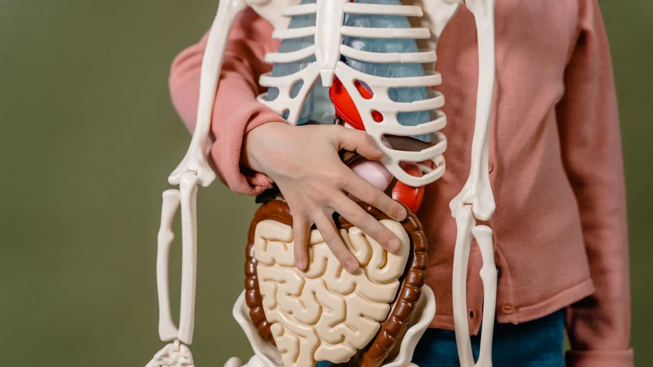 Child learning anatomy using a human skeleton model with organs.