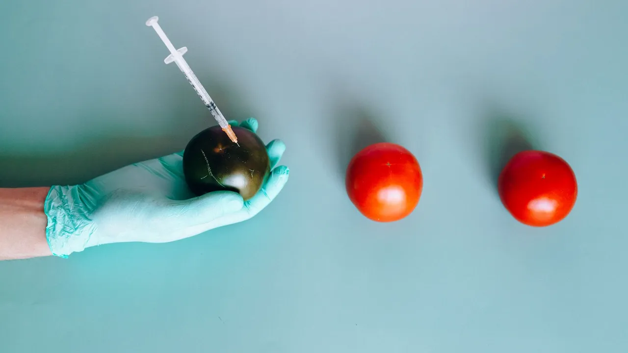 Gloved hand injecting a tomato on a teal background, innovation in agriculture.