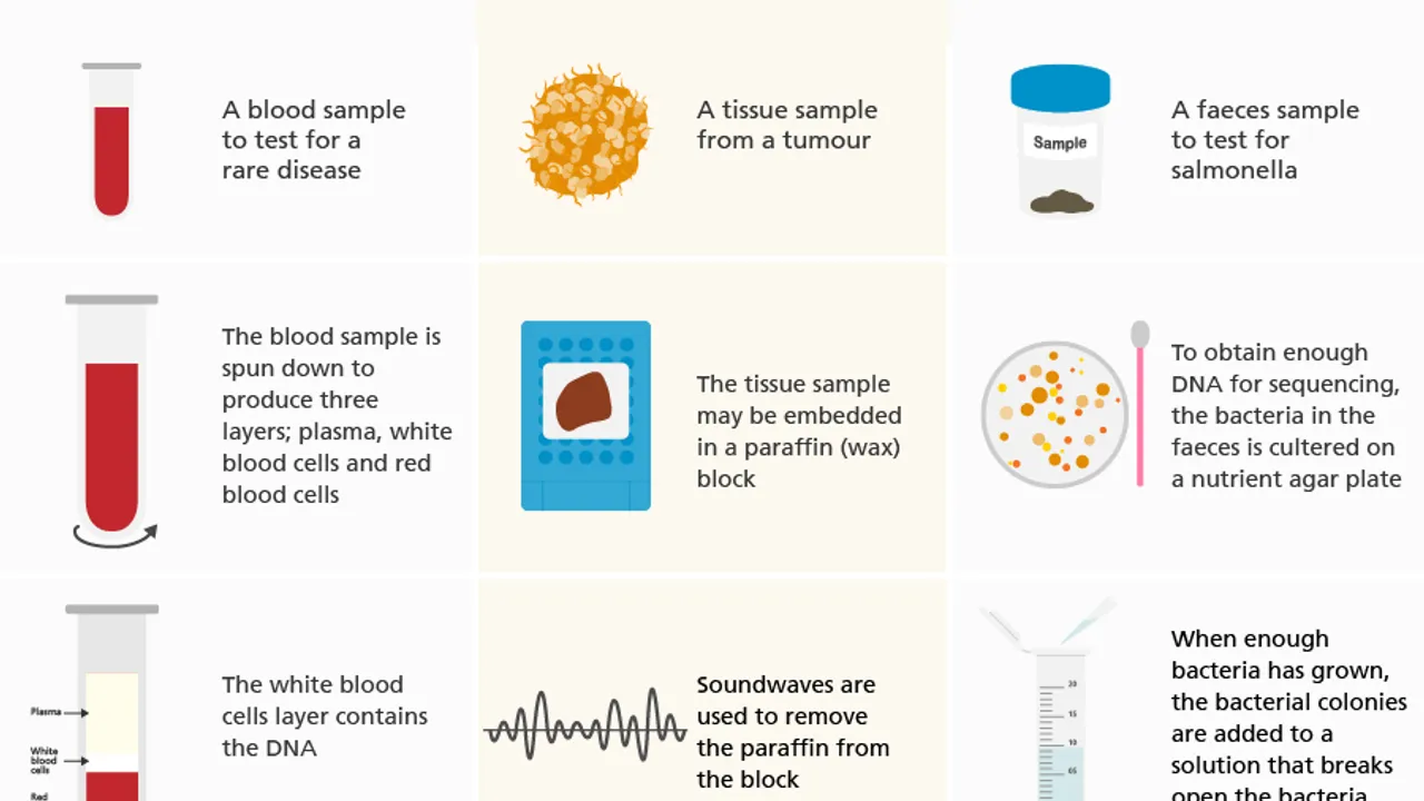 The process of DNA extraction