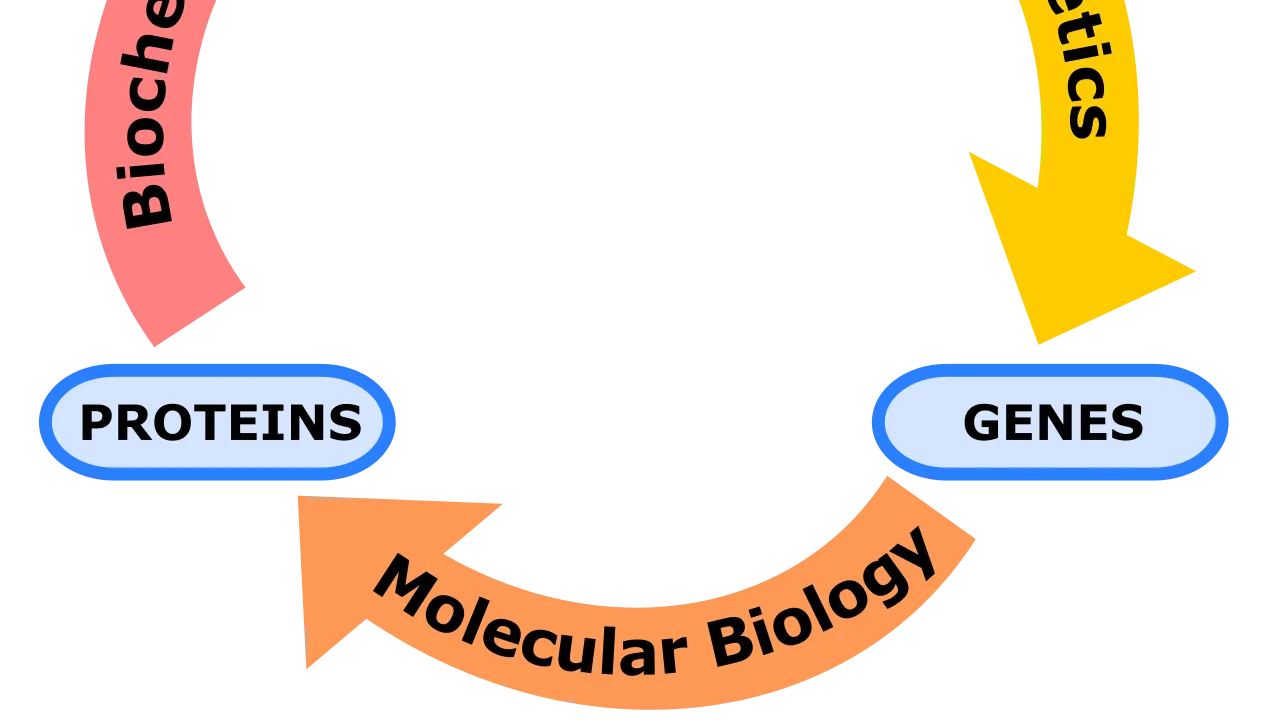 Biochemistry, genetics and molecular biology