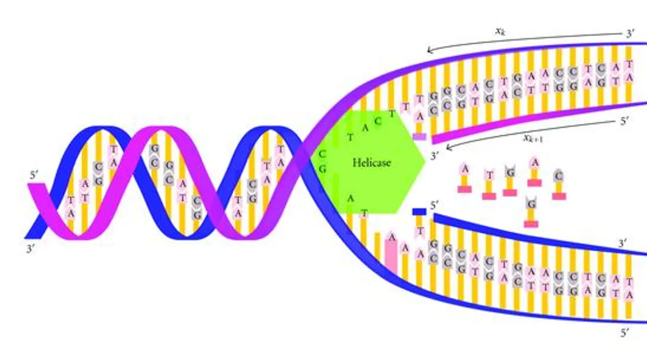 Biological-information-flow-in-central-dogma-of-molecular-biology