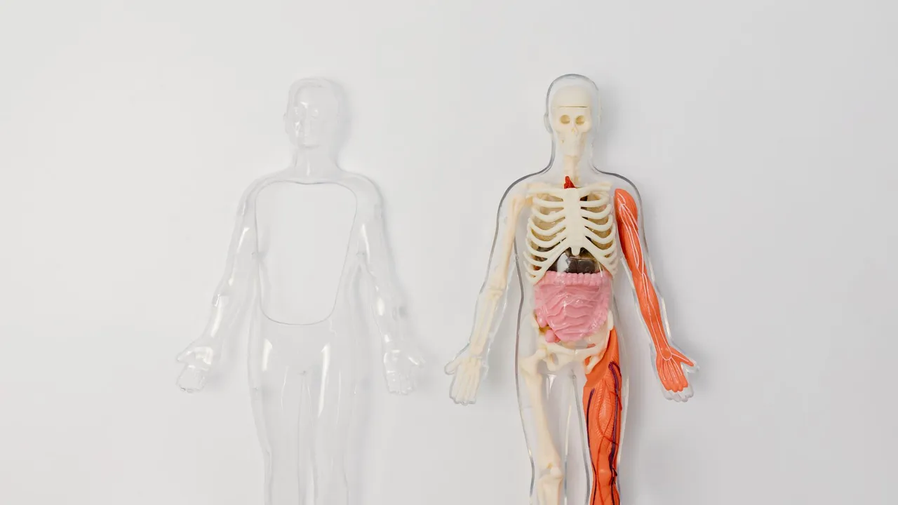Anatomical human model showcasing internal organs and muscles on a plain background.