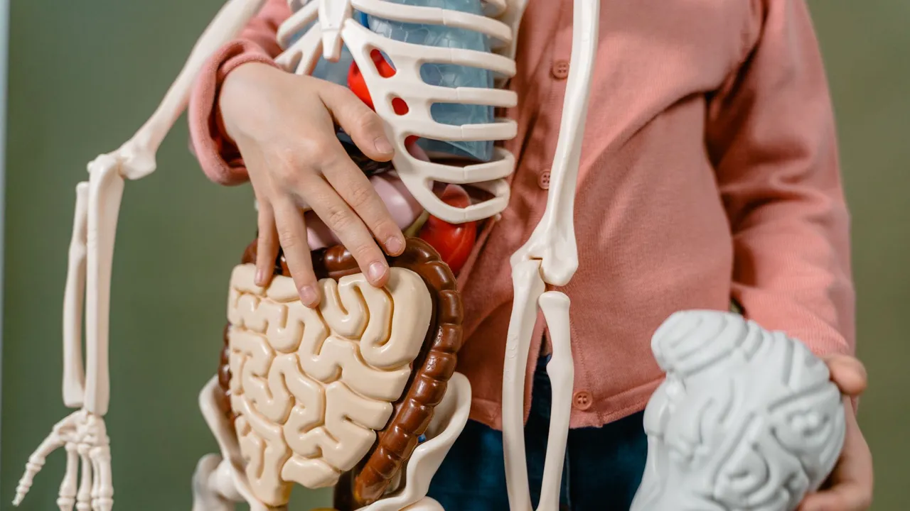 A child interacts with a detailed anatomical skeleton model, showcasing the brain and digestive system.