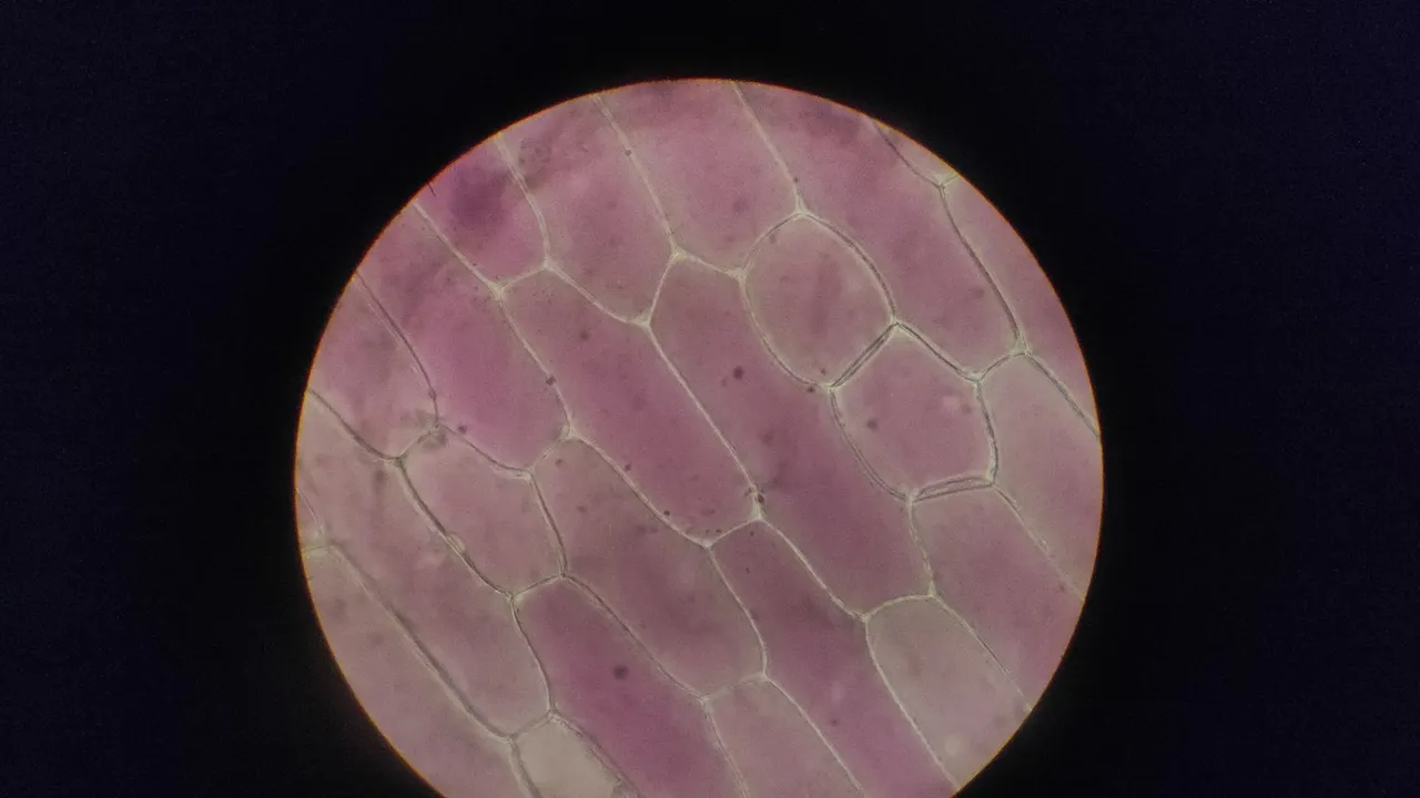 Detailed image of onion epidermal cells under a microscope.