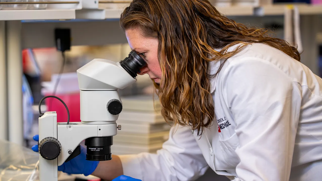 Image from newswise.com: Beta Cells May Trigger Their Own Demise in Type 1 Diabetes