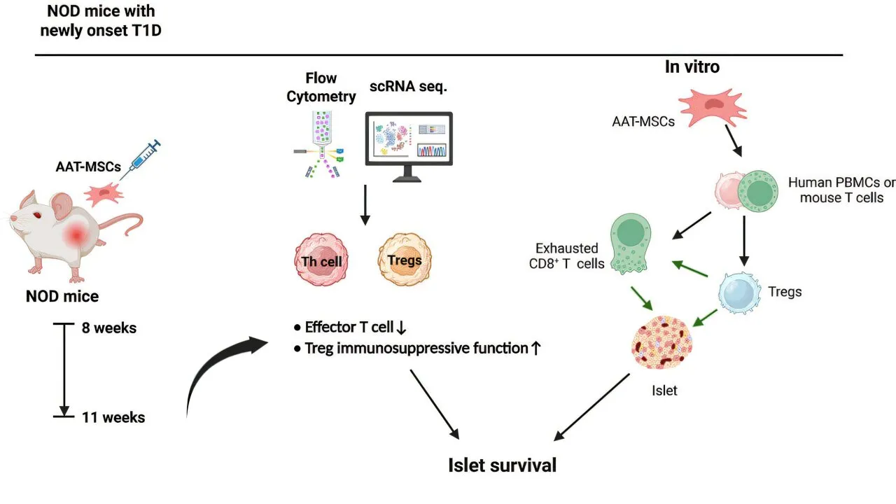 Image from medicalxpress.com: Multiple Stem Cell Approaches Show Promise for Reversing New-Onset Type 1 Diabetes in Mice
