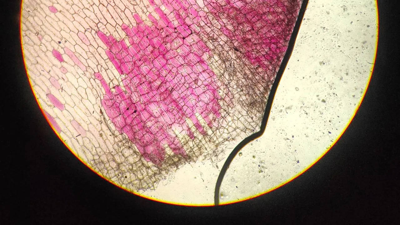Close-up of stained plant cells in onion root under microscope.
