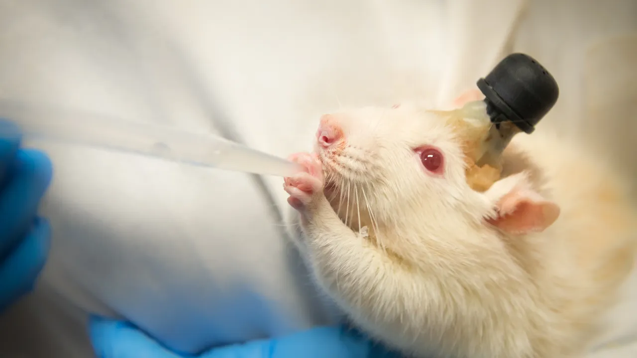 Feeding a laboratory rat