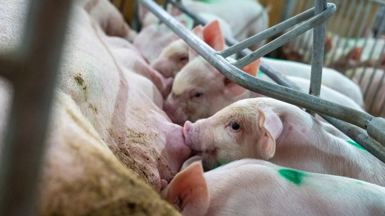 Close-up of piglets nursing from a sow in a farm enclosure, showcasing agricultural life.