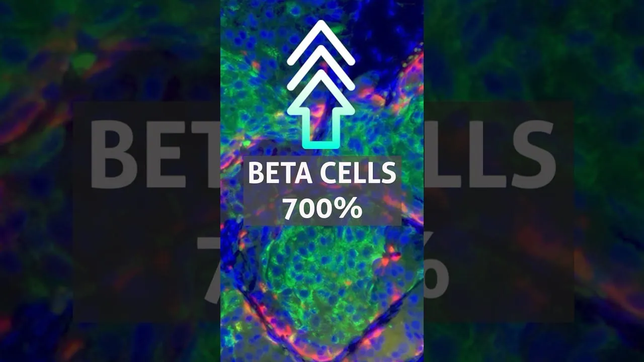 Video still from YouTube community video: Early Research Shows Promise for Beta Cell Regeneration in Mice