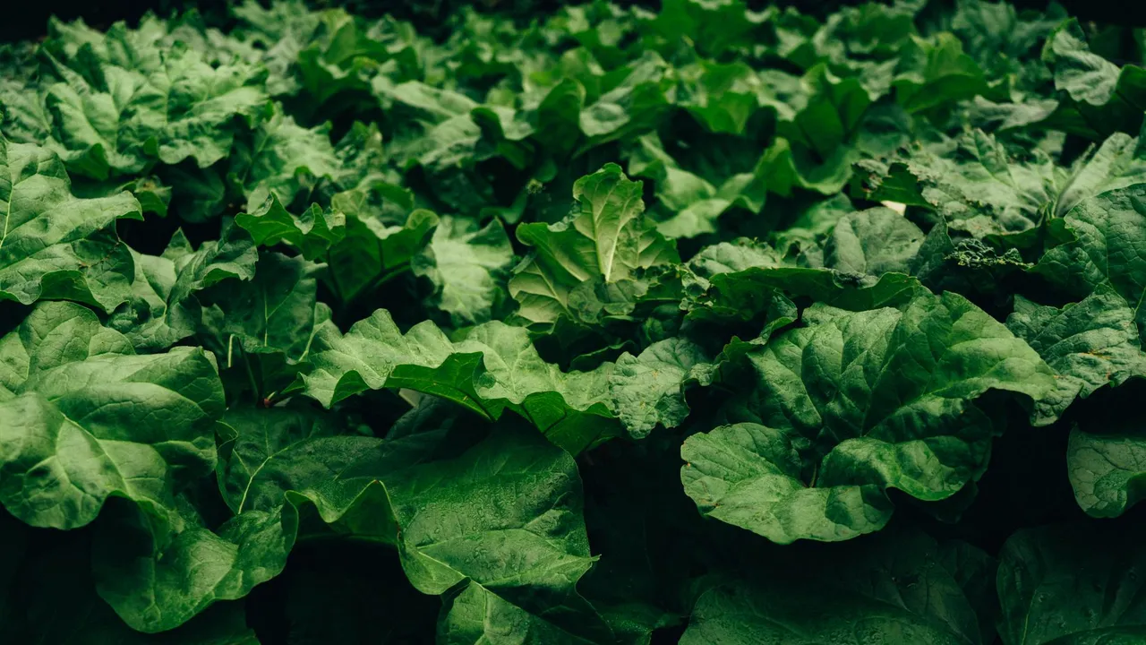 Vibrant green rhubarb leaves forming a dense, healthy foliage in Faroe Islands.