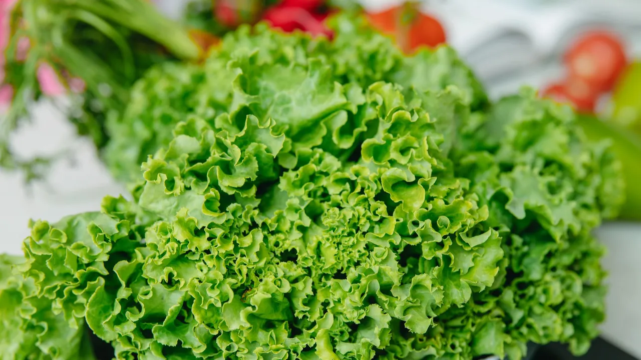 Vibrant green lettuce in a bowl, showcasing freshness and health. Perfect for salads.
