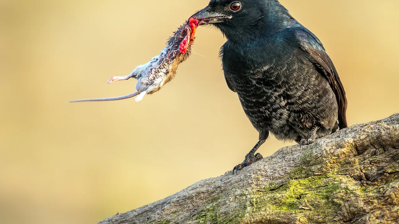 Black drongo (Dicrurus macrocercus) with it's healthy meal, Padma river, Rajshahi