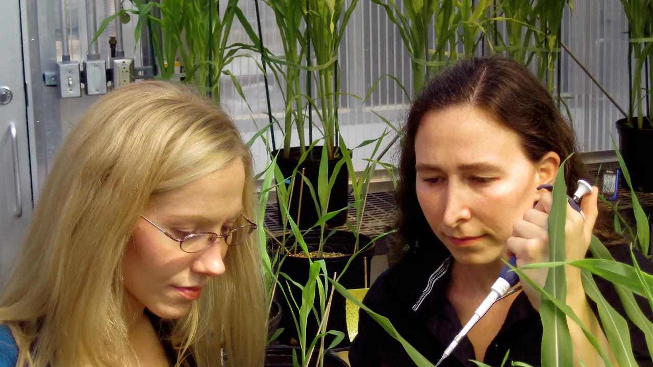 File:Scientists treat plants with the maize peptide ZmPep1 - USDA-ARS.jpg